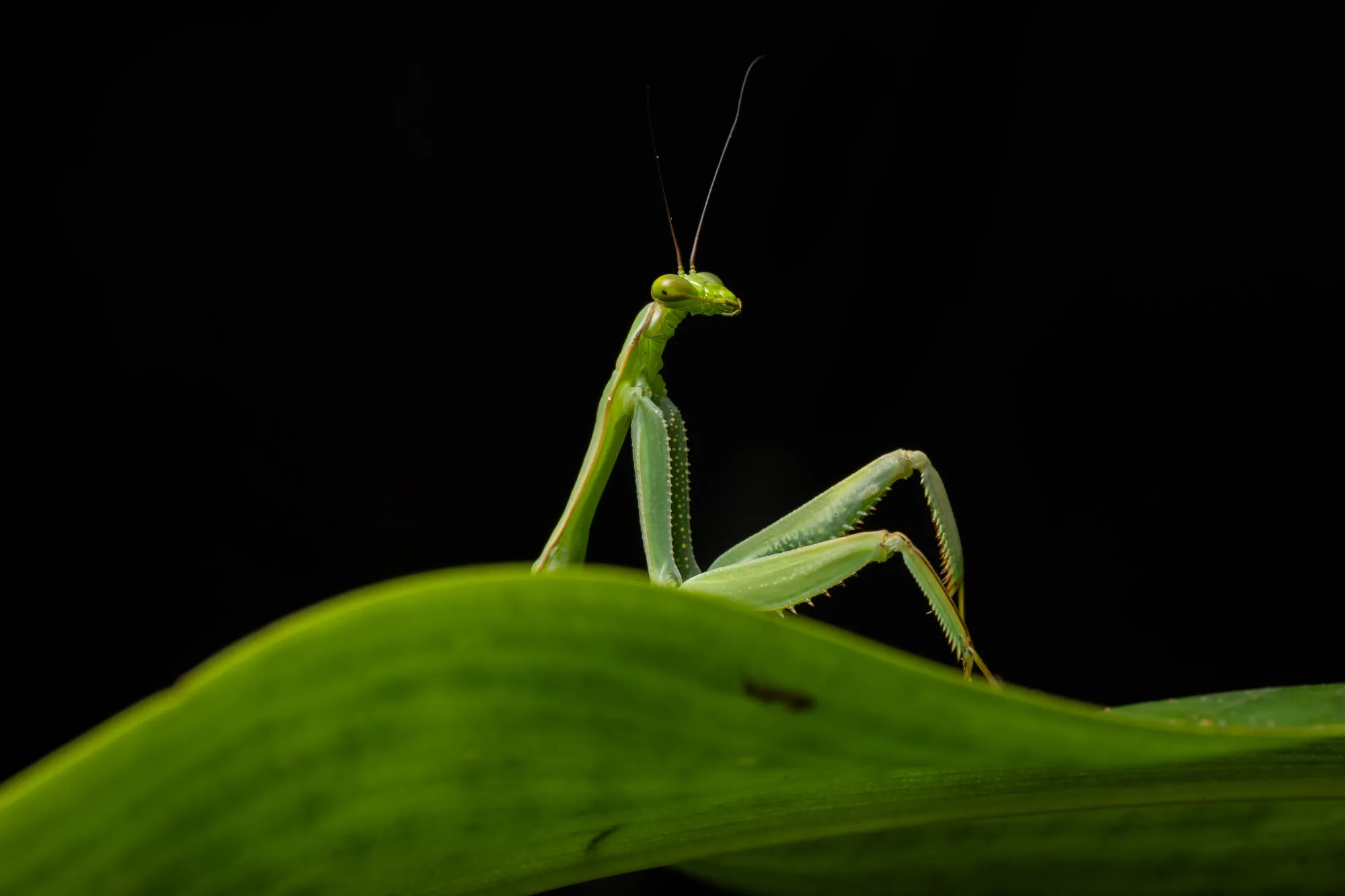 Una mantide verde sbuca da dietro una foglia; le zampe anteriori ricordano una posa umana.