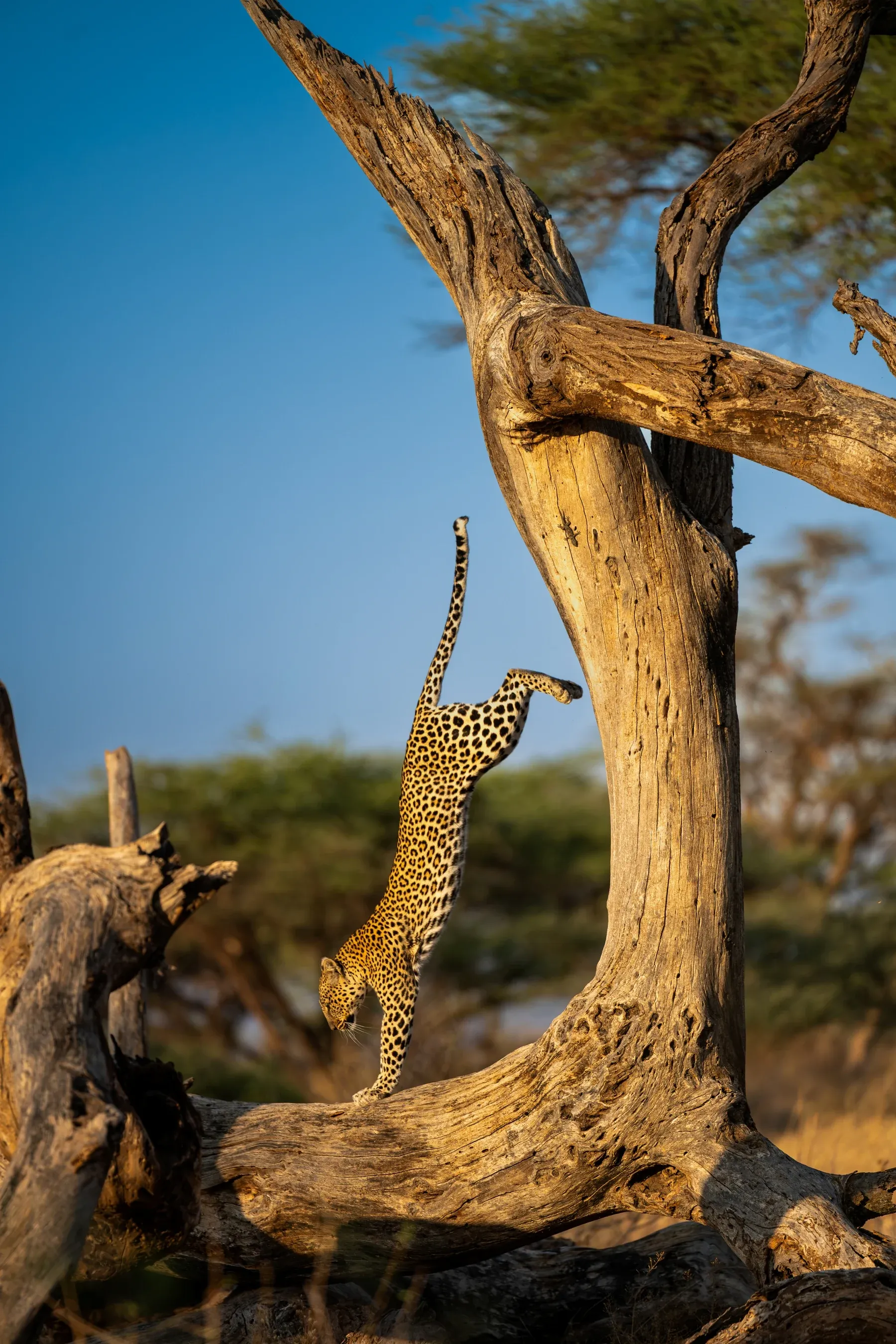 Un leopardo su un albero appare capovolto, come se facesse una verticale contro il cielo azzurro.