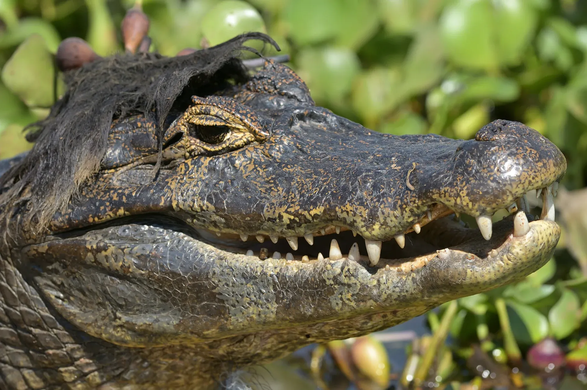 Un caimano emerge dall'acqua con ciuffi di vegetazione sulla testa, simili a un'acconciatura.