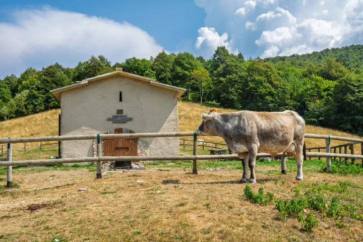 Giro delle Malghe sul Monte Baldo: boschi, cerbiatti e taralli al peperoncino