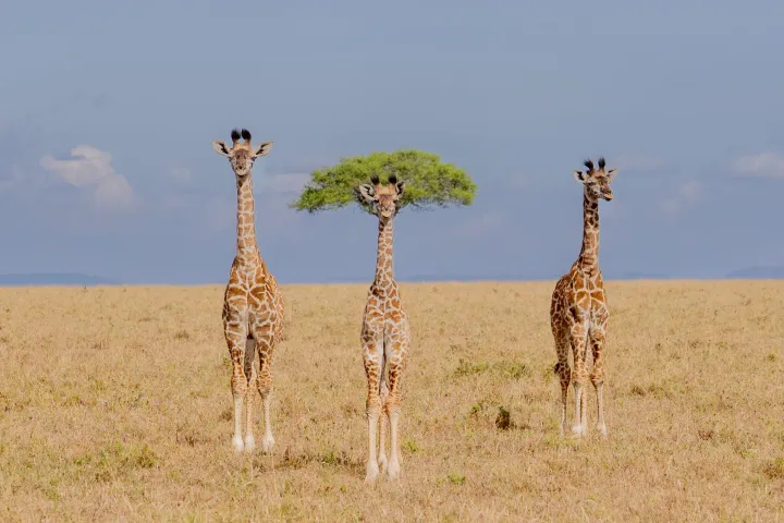 Tre giraffe nella savana; l'albero sullo sfondo sembra formare un'acconciatura afro sulla giraffa al centro.